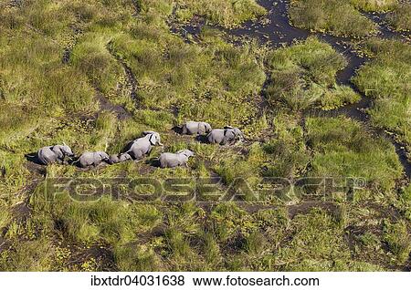 "African Elephants (Loxodonta africana), breeding herd, roaming in a freshwater marsh, aerial view, Okavango Delta, Botswana, Africa" View Large Photo Image Stock Photo - "African Elephants (Loxodonta africana), breeding herd, roaming in a freshwater marsh, aerial view, Okavango Delta, Botswana, Africa". Fotosearch