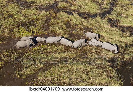 Stock Photo - "African Elephants (Loxodonta africana), breeding herd, roaming in a freshwater marsh, aerial view, Okavango Delta, Botswana, Africa". Fotosearch