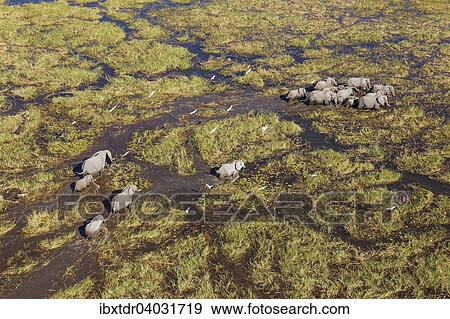 Stock Photo - "African Elephants (Loxodonta africana), breeding herd, roaming in a freshwater marsh, aerial view, Okavango Delta, Botswana, Africa". Fotosearch