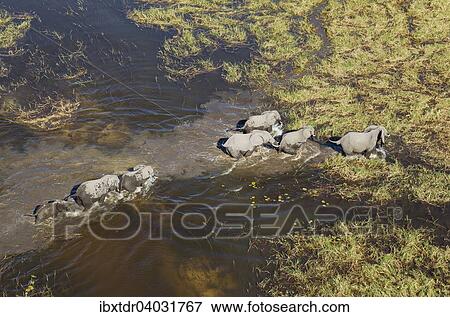 "African Elephants (Loxodonta africana), breeding herd, roaming in a freshwater marsh, aerial view, Okavango Delta, Botswana, Africa" View Large Photo Image Stock Photo - "African Elephants (Loxodonta africana), breeding herd, roaming in a freshwater marsh, aerial view, Okavango Delta, Botswana, Africa". Fotosearch