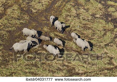 Stock Photo - "African Elephants (Loxodonta africana), breeding herd, roaming in a freshwater marsh, aerial view, Okavango Delta, Botswana, Africa". Fotosearch