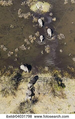 "African Elephants (Loxodonta africana), breeding herd, roaming in a freshwater marsh, aerial view, Okavango Delta, Botswana, Africa" View Large Photo Image Stock Photo - "African Elephants (Loxodonta africana), breeding herd, roaming in a freshwater marsh, aerial view, Okavango Delta, Botswana, Africa". Fotosearch