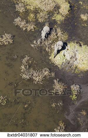 Stock Photo - "African Elephants (Loxodonta africana), two cows, roaming in a freshwater marsh, aerial view, Okavango Delta, Botswana, Africa". Fotosearch