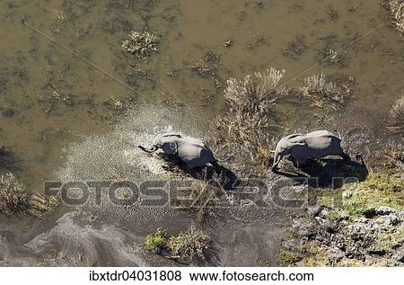 Stock Photo - "African Elephants (Loxodonta africana), two cows, roaming in a freshwater marsh, aerial view, Okavango Delta, Botswana, Africa". Fotosearch