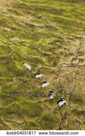 Stock Photo - "African Elephants (Loxodonta africana), cows, feeding in a freshwater marsh, aerial view, Okavango Delta, Botswana, Africa". Fotosearch