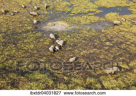 Stock Photo - "African Elephants (Loxodonta africana), breeding herd, feeding and drinking in a freshwater marsh, aerial view, Okavango Delta, Botswana, Africa". Fotosearch
