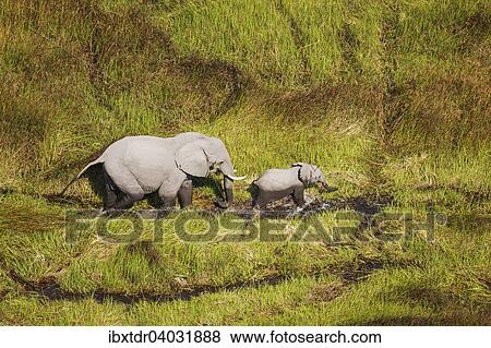 Stock Photo - "African Elephants (Loxodonta africana), cow with calf, roaming in a freshwater marsh, aerial view, Okavango Delta, Botswana, Africa". Fotosearch