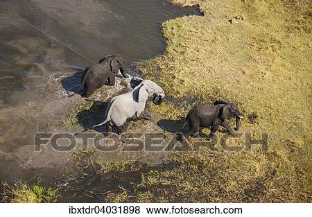 Stock Photo - "African Elephants (Loxodonta africana), three bulls, after bathing in a freshwater marsh, aerial view, Okavango Delta, Botswana, Africa". Fotosearch