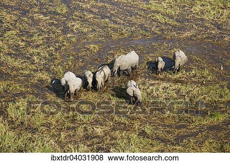 Stock Photo - "African Elephants (Loxodonta africana), breeding herd, roaming in a freshwater marsh, aerial view, Okavango Delta, Botswana, Africa". Fotosearch