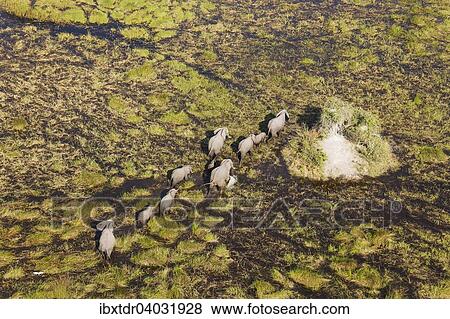 Stock Photo - "African Elephants (Loxodonta africana), breeding herd, roaming in a freshwater marsh, aerial view, Okavango Delta, Botswana, Africa". Fotosearch