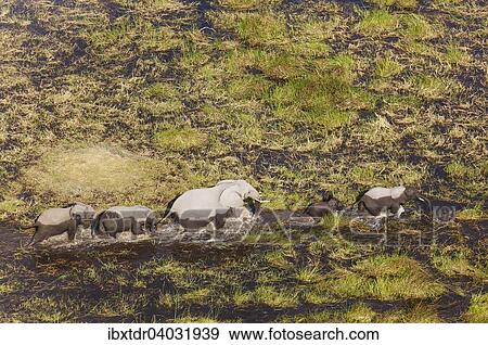 "African Elephants (Loxodonta africana), cow with four calves, roaming in a freshwater marsh, aerial view, Okavango Delta, Botswana, Africa" View Large Photo Image Stock Photo - "African Elephants (Loxodonta africana), cow with four calves, roaming in a freshwater marsh, aerial view, Okavango Delta, Botswana, Africa". Fotosearch
