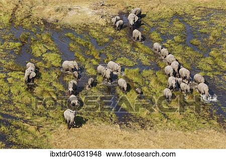 Stock Photo - "African Elephants (Loxodonta africana), breeding herd, roaming in a freshwater marsh, aerial view, Okavango Delta, Botswana, Africa". Fotosearch