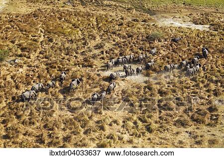 Stock Photo - "African Elephants (Loxodonta africana), breeding herd, roaming, top right a Hippopotamus (Hippopotamus amphibius), aerial view, Okavango Delta, Botswana, Africa". Fotosearch
