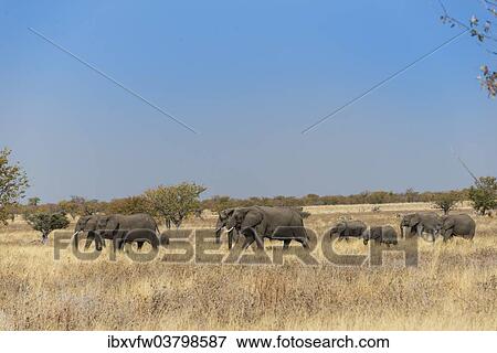 "African elephants (Loxodonta africana), herd moving through dry grass, Etosha National Park, Namibia, Africa" View Large Photo Image Stock Photo - "African elephants (Loxodonta africana), herd moving through dry grass, Etosha National Park, Namibia, Africa". Fotosearch