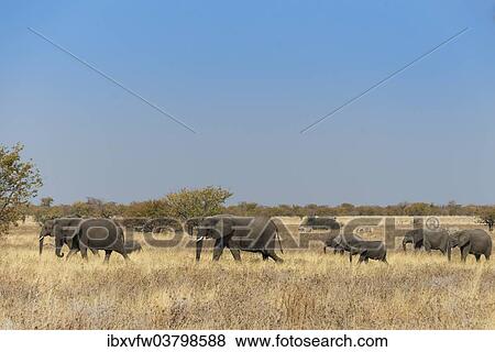 "African elephants (Loxodonta africana), herd moving through dry grass, Etosha National Park, Namibia, Africa" View Large Photo Image Stock Photo - "African elephants (Loxodonta africana), herd moving through dry grass, Etosha National Park, Namibia, Africa". Fotosearch