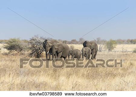 "African elephants (Loxodonta africana), herd moving through dry grass, Etosha National Park, Namibia, Africa" View Large Photo Image Stock Photo - "African elephants (Loxodonta africana), herd moving through dry grass, Etosha National Park, Namibia, Africa". Fotosearch