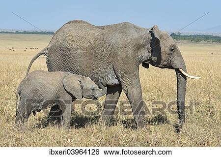 Stock Photograph - "African Elephants (Loxodonta africana), adult female with calf, at the Mara, Maasai Mara National Reserve, Kenya, Africa". Fotosearch