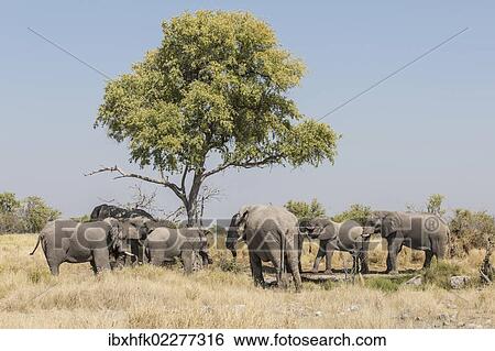 Stock Photograph - "African elephants (Loxodonta africana), Etosha National Park, Namibia, Africa". Fotosearch