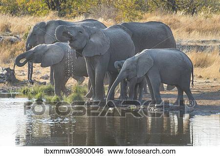 "African Elephants (Loxodonta africana), herd drinking at the Nuamses waterhole, Etosha National Park, Namibia, Africa" View Large Photo Image Stock Photograph - "African Elephants (Loxodonta africana), herd drinking at the Nuamses waterhole, Etosha National Park, Namibia, Africa". Fotosearch