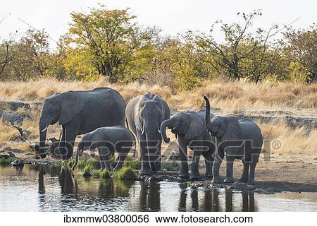 Stock Photograph - "African Elephants (Loxodonta africana), herd standing at the Nuamses waterhole, Etosha National Park, Namibia, Africa". Fotosearch