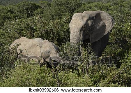 "African Elephants (Loxodonta africana), adult with calf, Addo Elephant National Park, Eastern Cape, South Africa, Africa" View Large Photo Image Stock Photograph - "African Elephants (Loxodonta africana), adult with calf, Addo Elephant National Park, Eastern Cape, South Africa, Africa". Fotosearch
