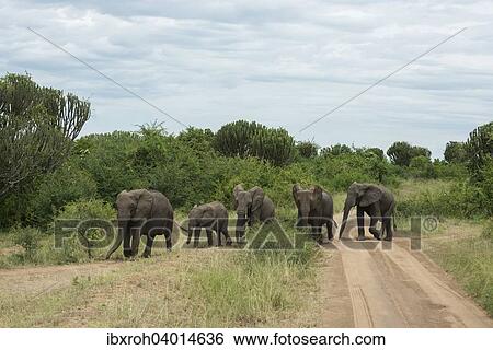 Stock Photograph - "African Elephants (Loxodonta africana), herd crossing road, Queen Elizabeth National Park, Uganda, Africa". Fotosearch
