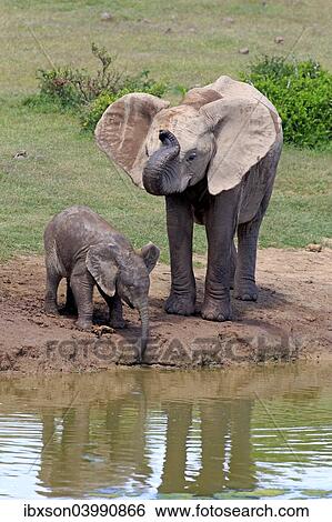 "African Elephants (Loxodonta africana), adult female with young by the water, drinking, Addo Elephant National Park, Eastern Cape, South Africa, Africa" View Large Photo Image Stock Photograph - "African Elephants (Loxodonta africana), adult female with young by the water, drinking, Addo Elephant National Park, Eastern Cape, South Africa, Africa". Fotosearch