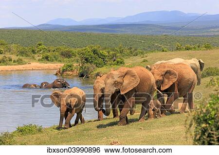 "African Elephants (Loxodonta africana), group with young animals, at the water, Addo Elephant National Park, Eastern Cape, South Africa, Africa" View Large Photo Image Stock Photograph - "African Elephants (Loxodonta africana), group with young animals, at the water, Addo Elephant National Park, Eastern Cape, South Africa, Africa". Fotosearch