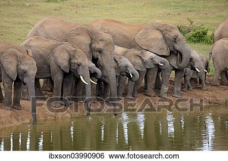 "African Elephants (Loxodonta africana), herd at waterhole, Addo Elephant National Park, Eastern Cape, South Africa, Africa" View Large Photo Image Stock Photograph - "African Elephants (Loxodonta africana), herd at waterhole, Addo Elephant National Park, Eastern Cape, South Africa, Africa". Fotosearch