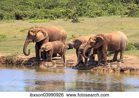 "African Elephants (Loxodonta africana), herd drinking at waterhole, Addo Elephant National Park, Eastern Cape, South Africa, Africa" View Large Photo Image Stock Photograph - "African Elephants (Loxodonta africana), herd drinking at waterhole, Addo Elephant National Park, Eastern Cape, South Africa, Africa". Fotosearch