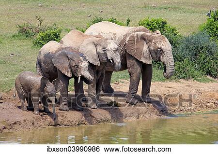Stock Photograph - "African Elephants (Loxodonta africana), herd with young at the waterhole, Addo Elephant National Park, Eastern Cape, South Africa, Africa". Fotosearch