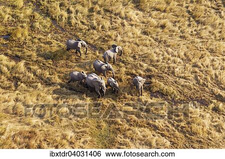 Stock Photograph - "African Elephants (Loxodonta africana), breeding herd, roaming in a freshwater marsh, aerial view, Okavango Delta, Botswana, Africa". Fotosearch