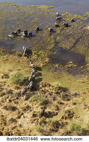 Stock Photograph - "African Elephants (Loxodonta africana), breeding herd, roaming in a freshwater marsh, aerial view, Okavango Delta, Botswana, Africa". Fotosearch