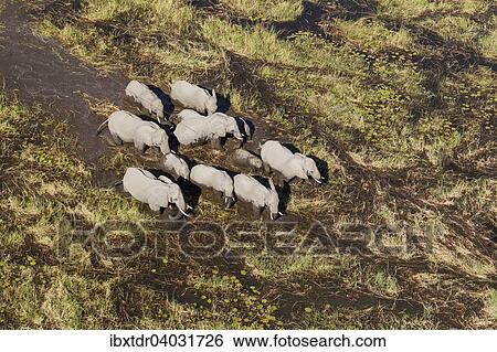 Stock Photograph - "African Elephants (Loxodonta africana), breeding herd, roaming in a freshwater marsh, aerial view, Okavango Delta, Botswana, Africa". Fotosearch