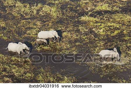 Stock Photograph - "African Elephants (Loxodonta africana), breeding herd, roaming in a freshwater marsh, aerial view, Okavango Delta, Botswana, Africa". Fotosearch