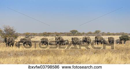 "African elephants (Loxodonta africana), herd moving through dry grass, Etosha National Park, Namibia, Africa" View Large Photo Image Stock Photograph - "African elephants (Loxodonta africana), herd moving through dry grass, Etosha National Park, Namibia, Africa". Fotosearch