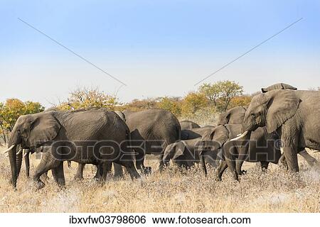 "African elephants (Loxodonta africana), herd moving through dry grass, Etosha National Park, Namibia, Africa" View Large Photo Image Stock Photograph - "African elephants (Loxodonta africana), herd moving through dry grass, Etosha National Park, Namibia, Africa". Fotosearch