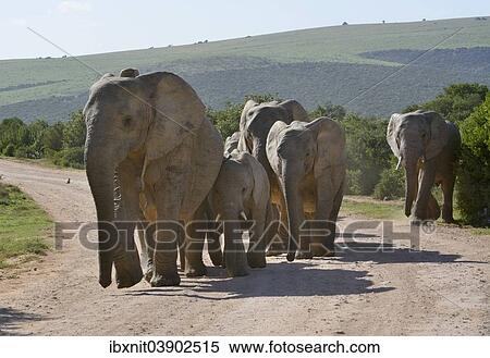 "African Elephants (Loxodonta africana), Addo Elephant National Park, Eastern Cape, South Africa, Africa" View Large Photo Image Stock Photography - "African Elephants (Loxodonta africana), Addo Elephant National Park, Eastern Cape, South Africa, Africa". Fotosearch