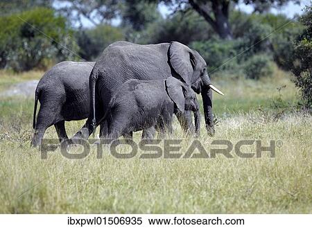 Stock Photography - "African elephants (Loxodonta africana), Okavango Delta, Botswana, Africa". Fotosearch