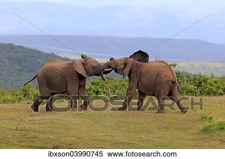 "African Elephants (Loxodonta africana), adult males fighting, social behavior, Addo Elephant National Park, Eastern Cape, South Africa, Africa" View Large Photo Image Stock Photography - "African Elephants (Loxodonta africana), adult males fighting, social behavior, Addo Elephant National Park, Eastern Cape, South Africa, Africa". Fotosearch