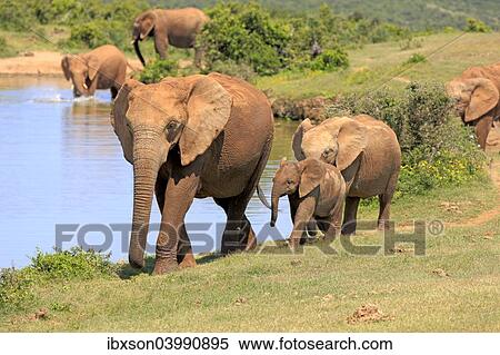 "African Elephants (Loxodonta africana), group with young animal, at the water, Addo Elephant National Park, Eastern Cape, South Africa, Africa" View Large Photo Image Stock Photography - "African Elephants (Loxodonta africana), group with young animal, at the water, Addo Elephant National Park, Eastern Cape, South Africa, Africa". Fotosearch