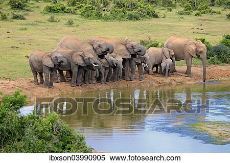 "African Elephants (Loxodonta africana), herd at waterhole, Addo Elephant National Park, Eastern Cape, South Africa, Africa" View Large Photo Image Stock Photography - "African Elephants (Loxodonta africana), herd at waterhole, Addo Elephant National Park, Eastern Cape, South Africa, Africa". Fotosearch