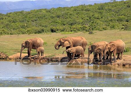"African Elephants (Loxodonta africana), herd with young animals at the waterhole, Addo Elephant National Park, Eastern Cape, South Africa, Africa" View Large Photo Image Stock Photography - "African Elephants (Loxodonta africana), herd with young animals at the waterhole, Addo Elephant National Park, Eastern Cape, South Africa, Africa". Fotosearch
