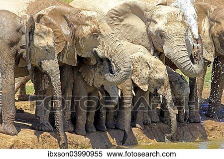 "African Elephants (Loxodonta africana), herd with young at the waterhole, Addo Elephant National Park, Eastern Cape, South Africa, Africa" View Large Photo Image Stock Photography - "African Elephants (Loxodonta africana), herd with young at the waterhole, Addo Elephant National Park, Eastern Cape, South Africa, Africa". Fotosearch