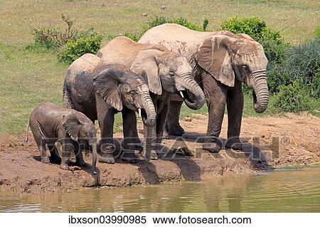 "African Elephants (Loxodonta africana), herd with young at the waterhole, Addo Elephant National Park, Eastern Cape, South Africa, Africa" View Large Photo Image Stock Photography - "African Elephants (Loxodonta africana), herd with young at the waterhole, Addo Elephant National Park, Eastern Cape, South Africa, Africa". Fotosearch
