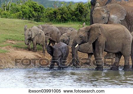 "African Elephants (Loxodonta africana), herd with young at a waterhole, Addo Elephant National Park, Eastern Cape, South Africa, Africa" View Large Photo Image Stock Photography - "African Elephants (Loxodonta africana), herd with young at a waterhole, Addo Elephant National Park, Eastern Cape, South Africa, Africa". Fotosearch