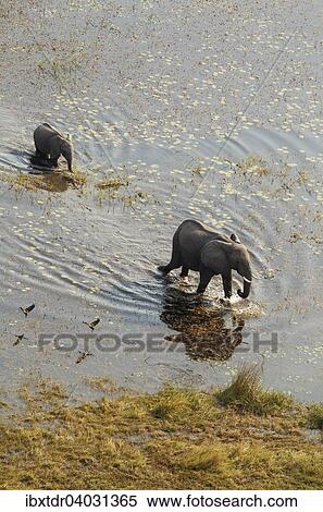 Stock Photography - "African Elephants (Loxodonta africana), cow with calf in a freshwater marsh, aerial view, Okavango Delta, Botswana, Africa". Fotosearch