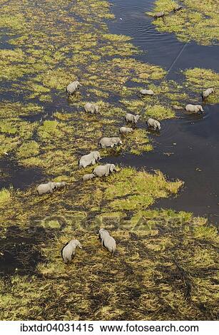 Stock Photography - "African Elephants (Loxodonta africana), breeding herd, feeding and drinking in a freshwater marsh, aerial view, Okavango Delta, Botswana, Africa". Fotosearch