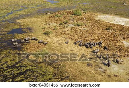 Stock Photography - "African Elephants (Loxodonta africana), breeding herd, roaming in a freshwater marsh, aerial view, Okavango Delta, Botswana, Africa". Fotosearch