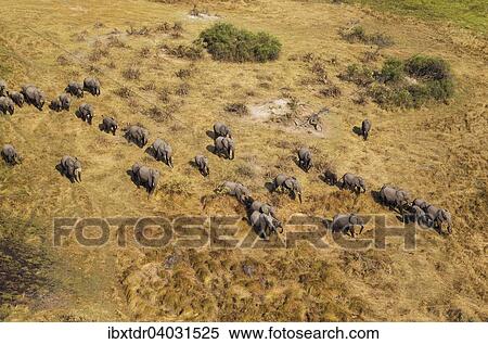 "African Elephants (Loxodonta africana), breeding herd, roaming, aerial view, Okavango Delta, Botswana, Africa" View Large Photo Image Stock Photography - "African Elephants (Loxodonta africana), breeding herd, roaming, aerial view, Okavango Delta, Botswana, Africa". Fotosearch